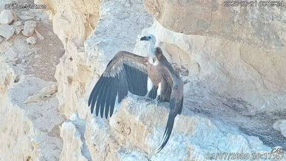 מעקב של 24 שעות, 7 ימים בשבוע // צילום: עופות דורסים בשידור חי